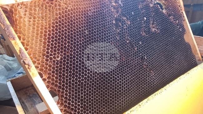 Selective Breeding Key for Future of Bulgarian Beekeeping