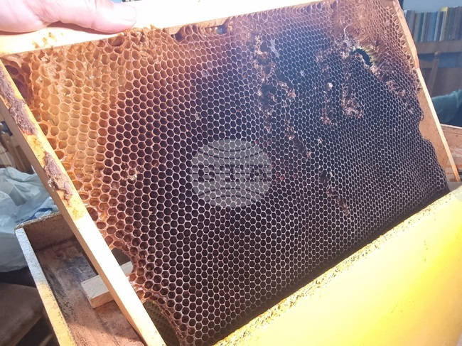 61st National Beekeeping Meeting to Take Place near Troyan on August 23