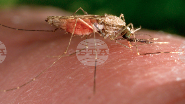 Учени разработиха интелигентна система за контрол на болести, пренасяни от комари