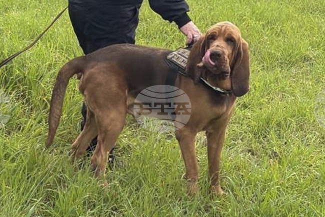 Убийството на кучето герой Бруно може да се превърне в катализатор на по-строги наказания за насилниците над животни в Италия
