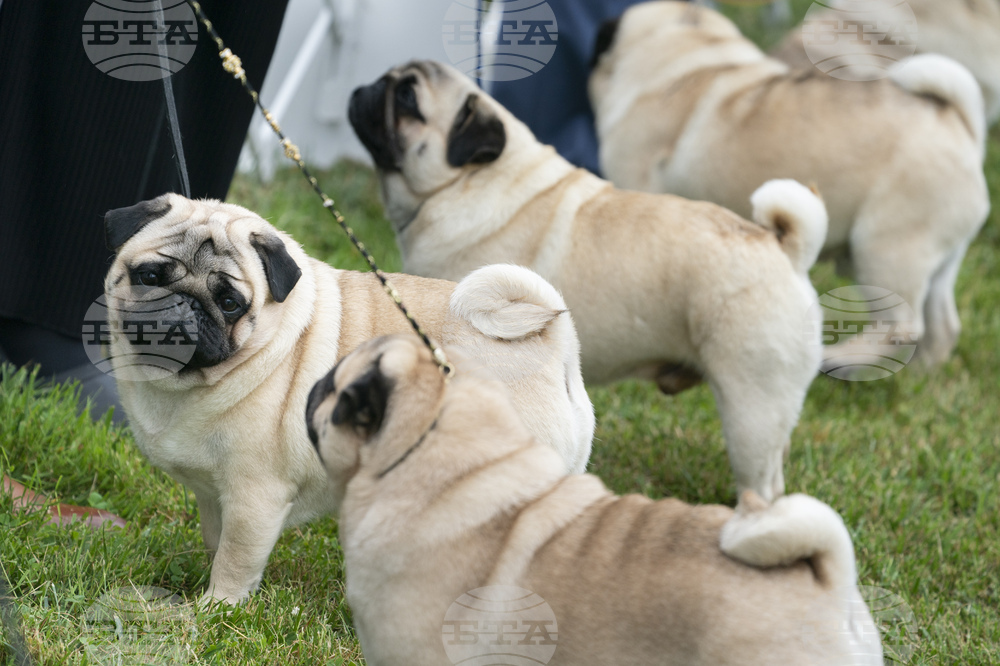 Dog Breeds Lawsuit