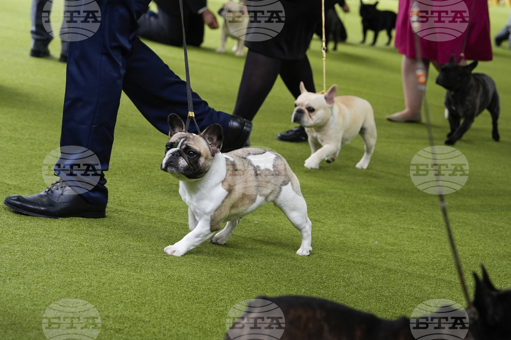 Dog Breeds Lawsuit