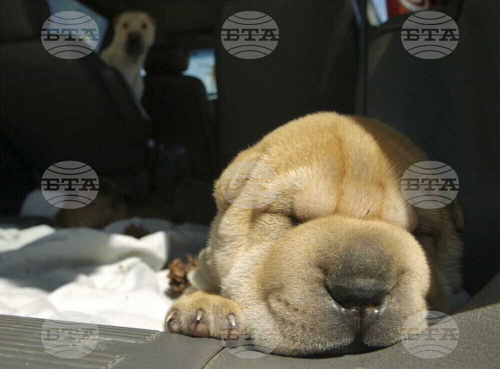 Dog Breeds Lawsuit