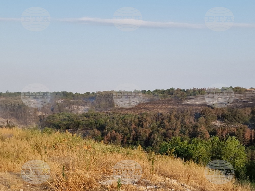 За три дни над 150 души са заявили готовност доброволно да залесяват изгорялата през лятото местност Гарга баир край Велико Търново