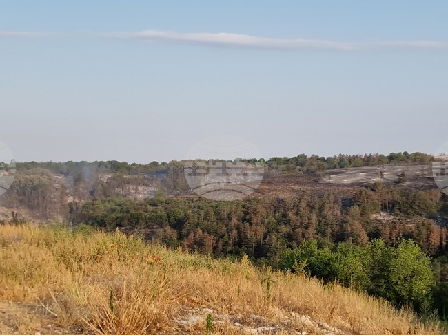 За три дни над 150 души са заявили готовност доброволно да залесяват изгорялата през лятото местност Гарга баир край Велико Търново