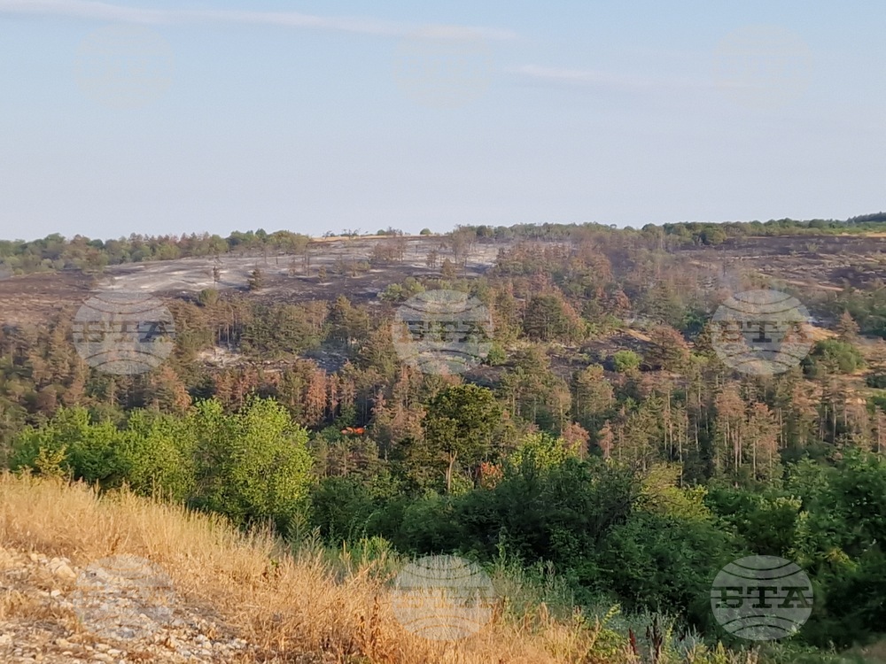 С между 10 000 и 13 000 дървета ще започне залесяването на опожарената през юли част на местността Гарга баир край Велико Търново