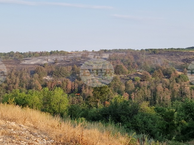 С между 10 000 и 13 000 дървета ще започне залесяването на опожарената през юли част на местността Гарга баир край Велико Търново