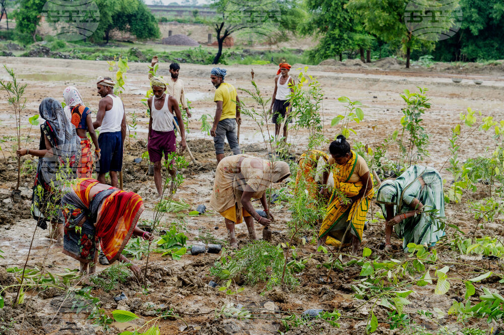 India Planting Trees