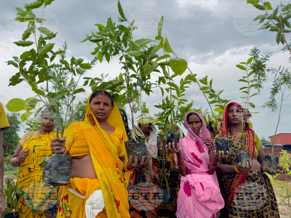 India Planting Trees