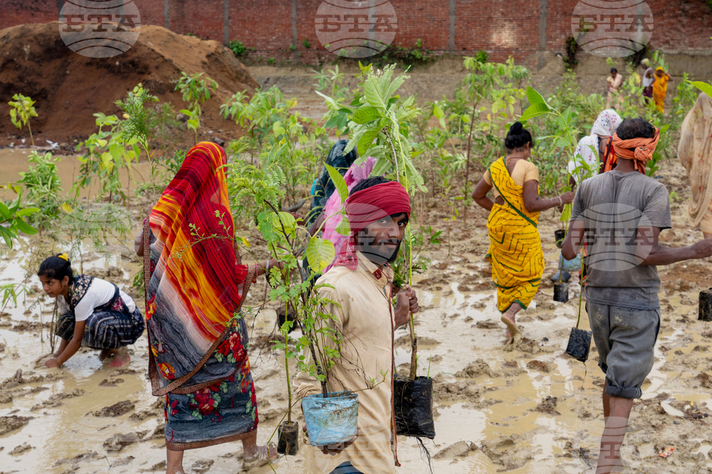India Planting Trees