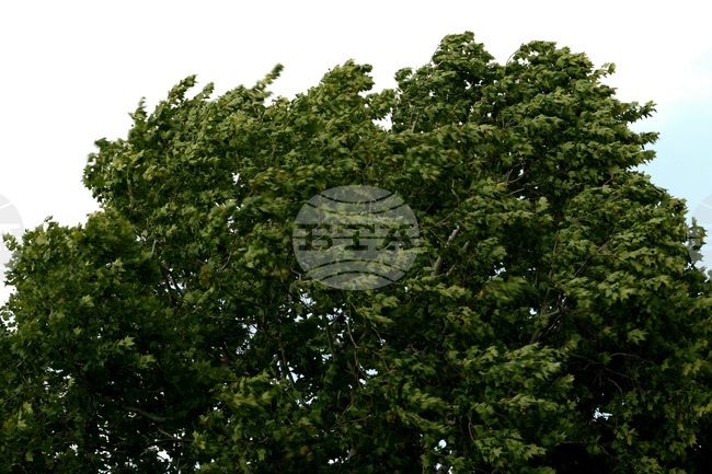 Yellow Alert for Strong Wind in 13 Regions on Monday