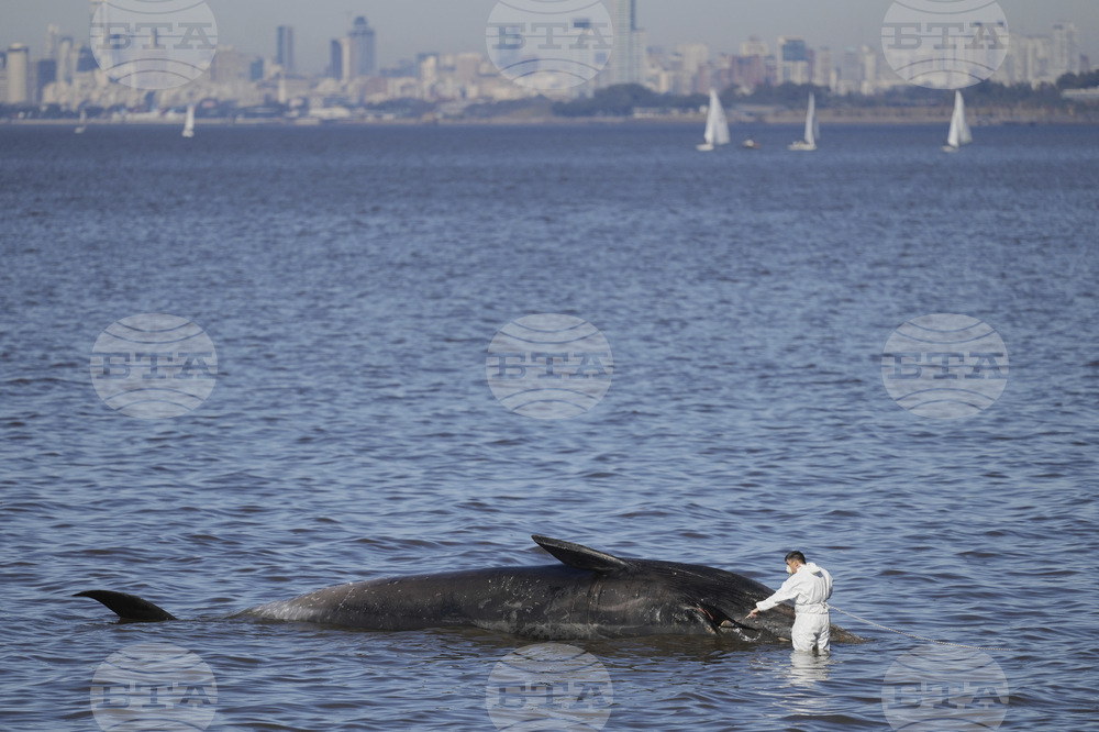 Argentina Whale