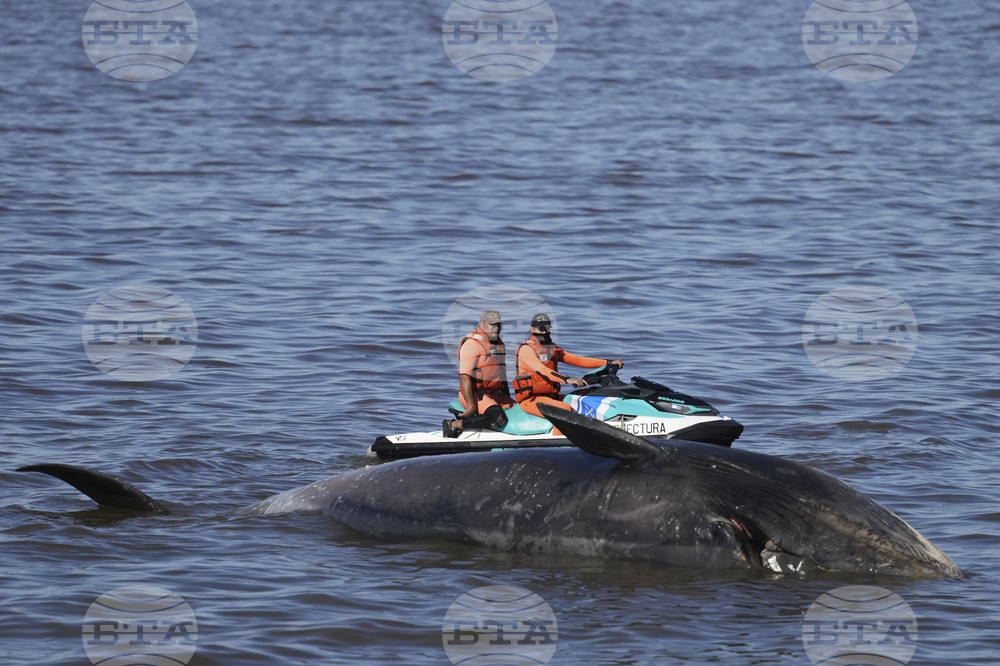 Argentina Whale