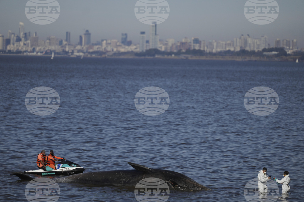 Argentina Whale