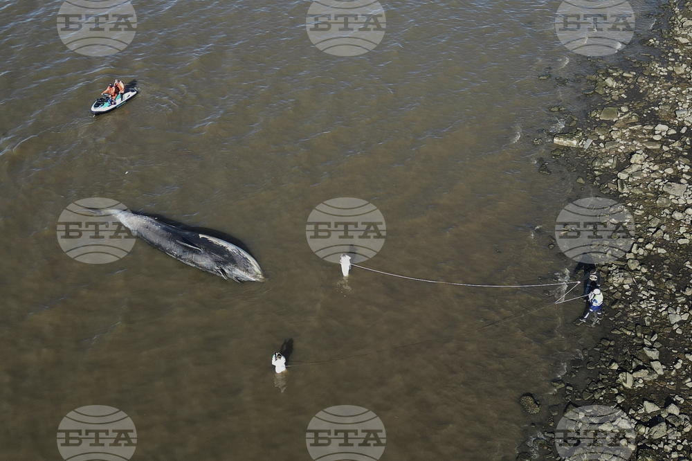 Argentina Whale