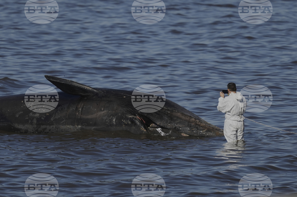 Argentina Whale