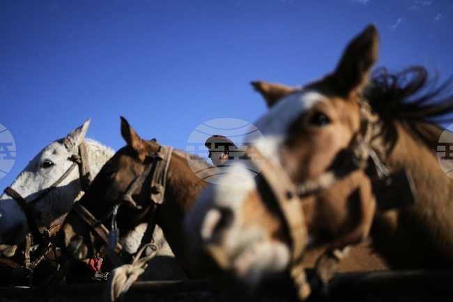Световният ден на коня се отбелязва днес за първи път
