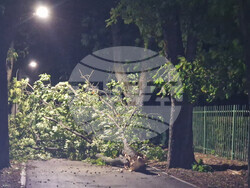 Паднало дърво е препречило пътя между паметник "Създатели на българската държава" и Стария град на Шуменското плато. Голям клон е паднал на алеята между СУ "Сава Доброплодни" и Профилирана езикова гимназия "Никола Й. Вапцаров" в Шумен