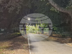 Паднало дърво е препречило пътя между паметник "Създатели на българската държава" и Стария град на Шуменското плато. Голям клон е паднал на алеята между СУ "Сава Доброплодни" и Профилирана езикова гимназия "Никола Й. Вапцаров" в Шумен