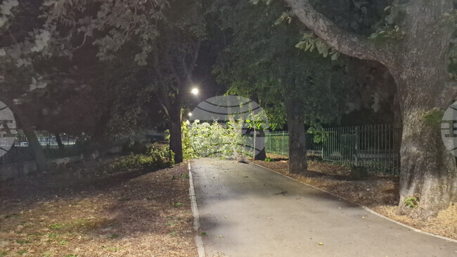 Над 20 сигнала за паднали клони и дървета са постъпили след бурния вятър снощи в Шумен