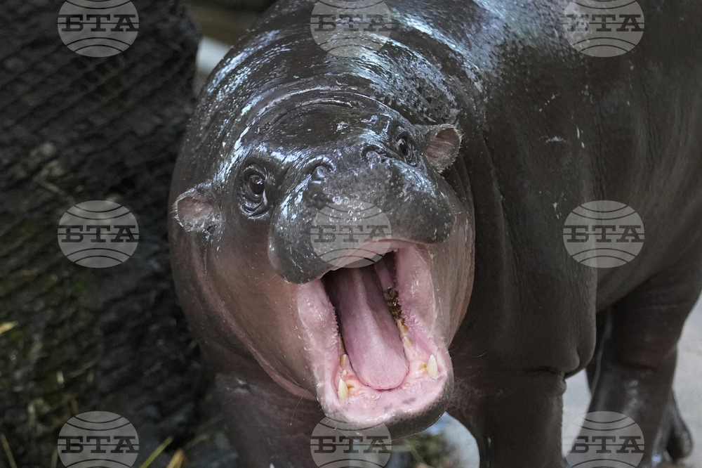 Thailand Pygmy Hippo