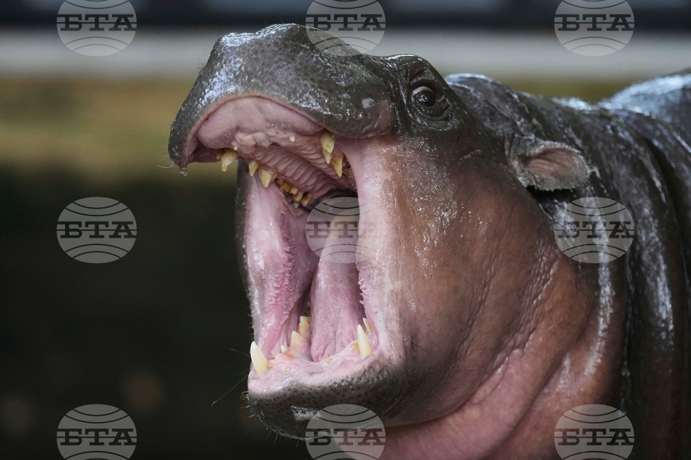 Thailand Pygmy Hippo