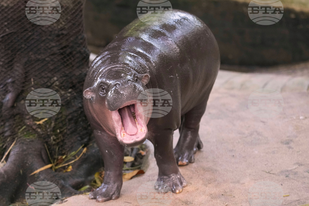 Thailand Pygmy Hippo