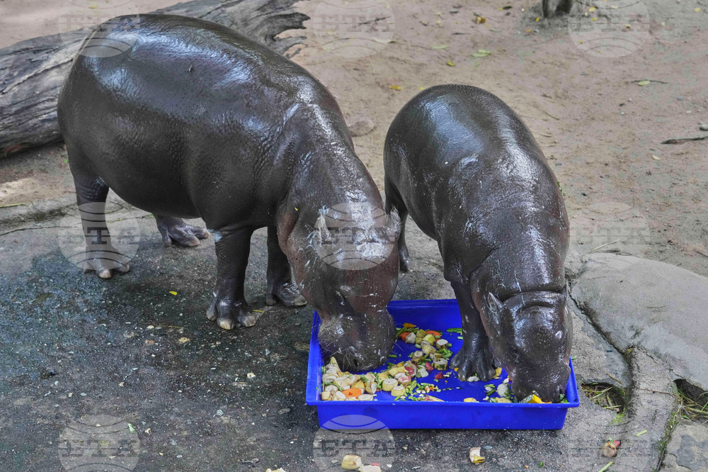Thailand Pygmy Hippo