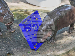 Thailand Pygmy Hippo