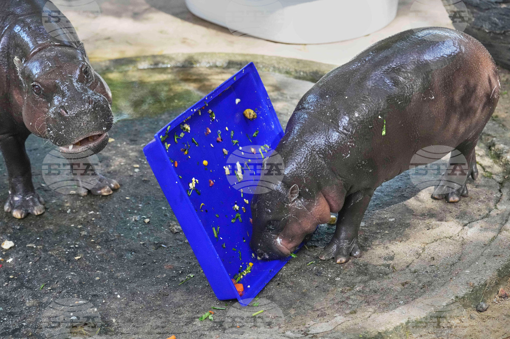 Thailand Pygmy Hippo