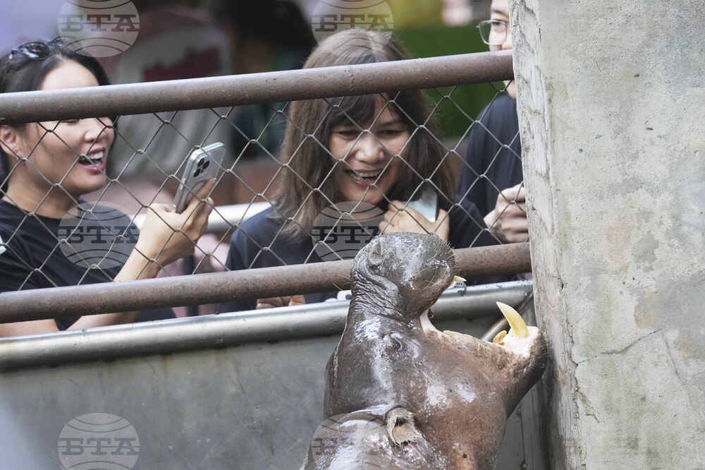 Thailand Pygmy Hippo