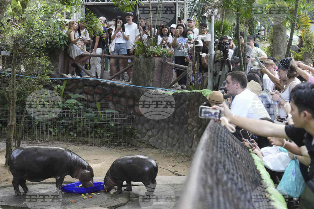 Thailand Pygmy Hippo