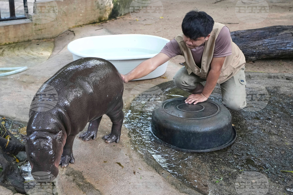 Thailand Pygmy Hippo