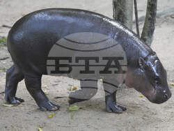 Thailand Pygmy Hippo