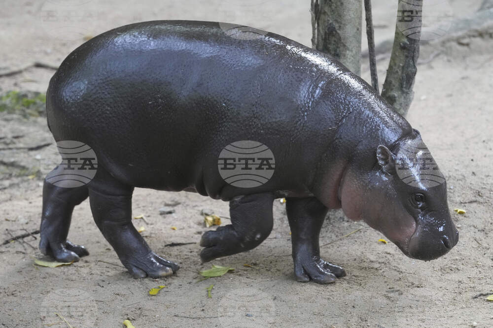 Thailand Pygmy Hippo