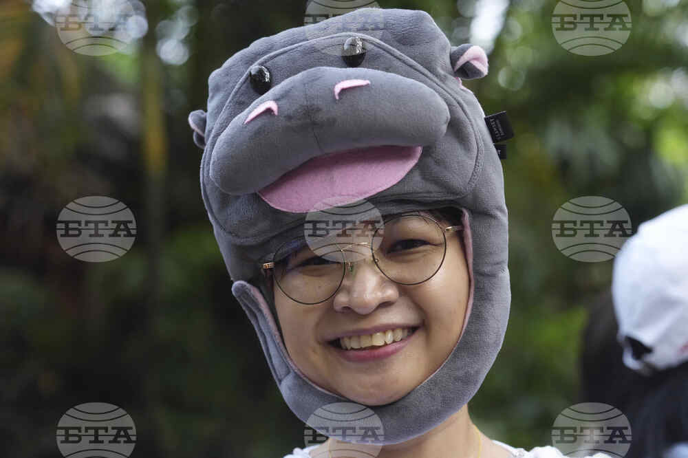 Thailand Pygmy Hippo