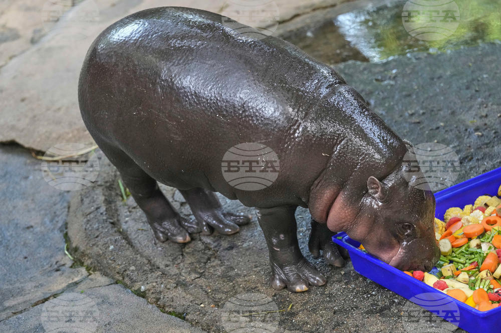 Thailand Pygmy Hippo