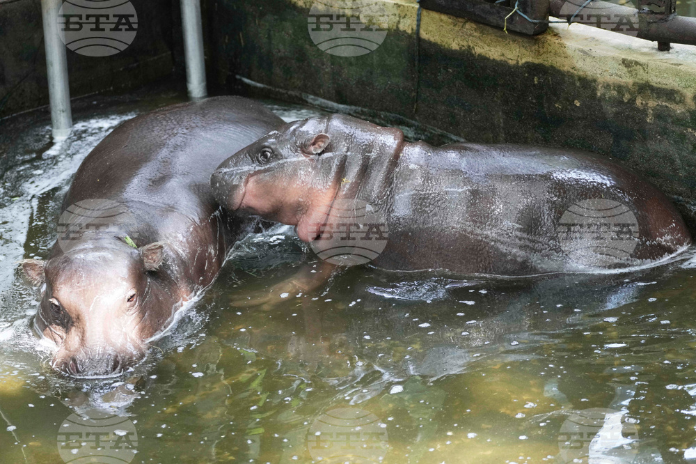 Thailand Pygmy Hippo