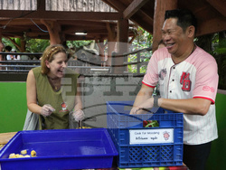 Thailand Pygmy Hippo