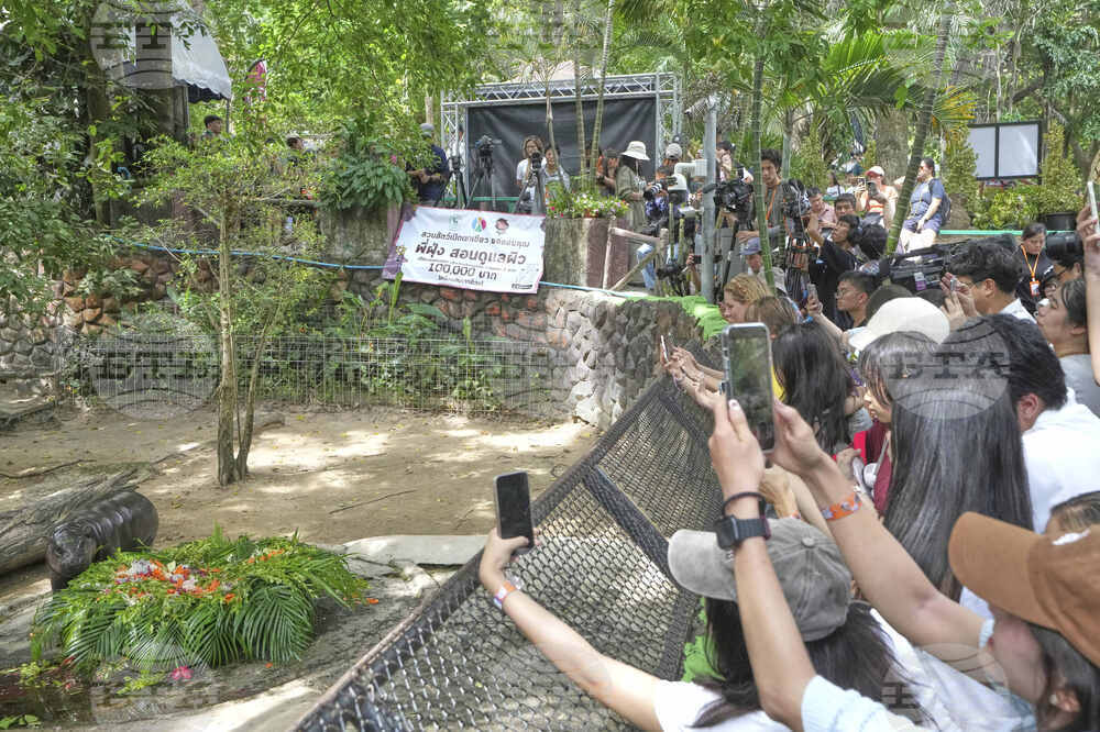 Thailand Moo Deng