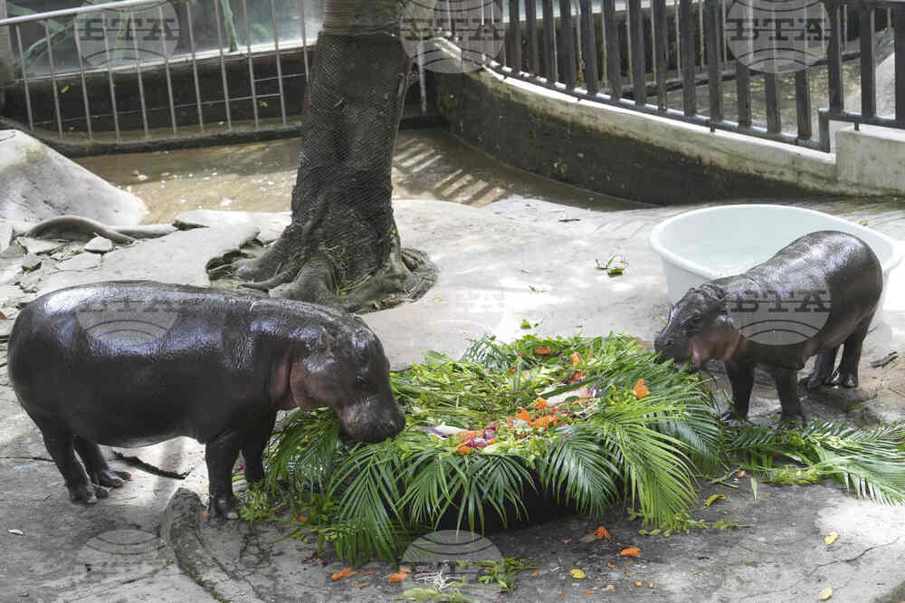 Thailand Moo Deng