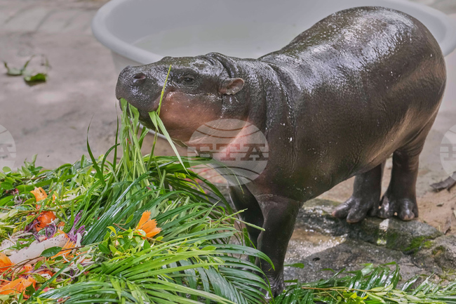 Тайландският хипопотам джудже Му Денг отпразнува първия си рожден ден
