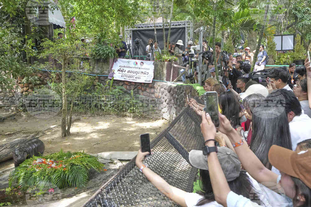 Thailand Moo Deng
