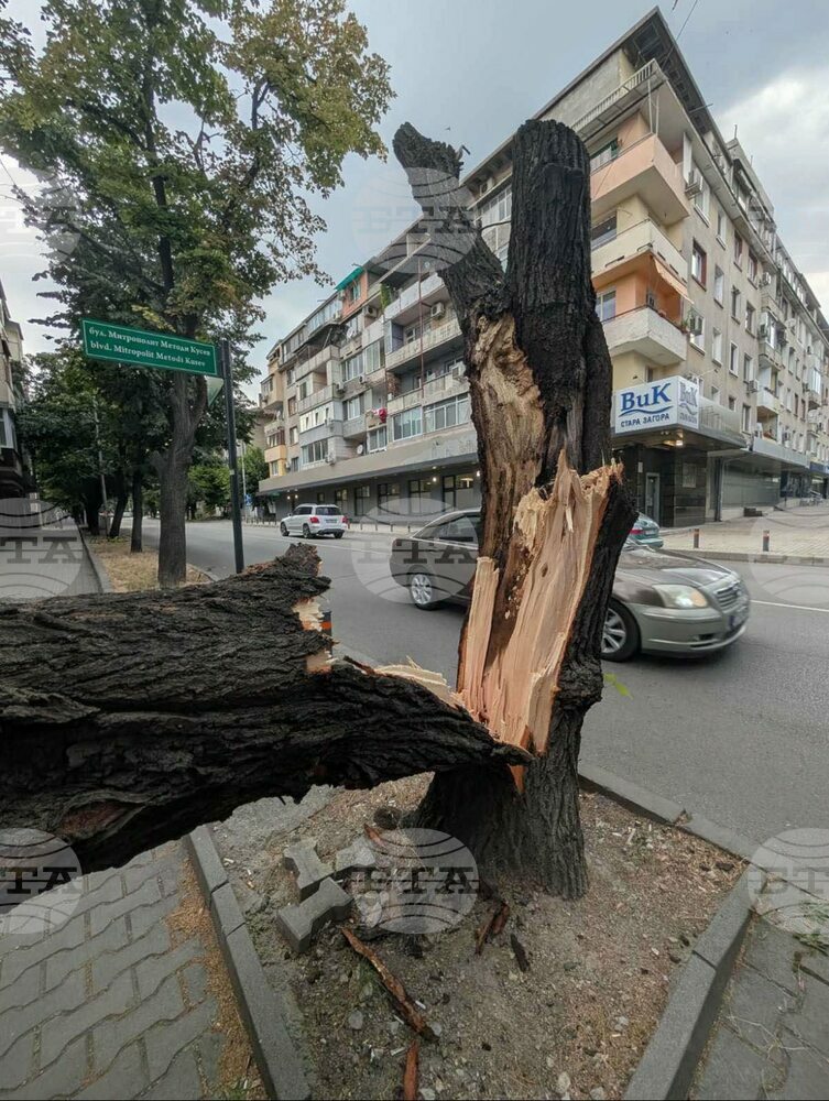 Продължава разчистването на падналите клони и дървета след силния вятър снощи в община Стара Загора, съобщи зам.-кметът Радостин Танев