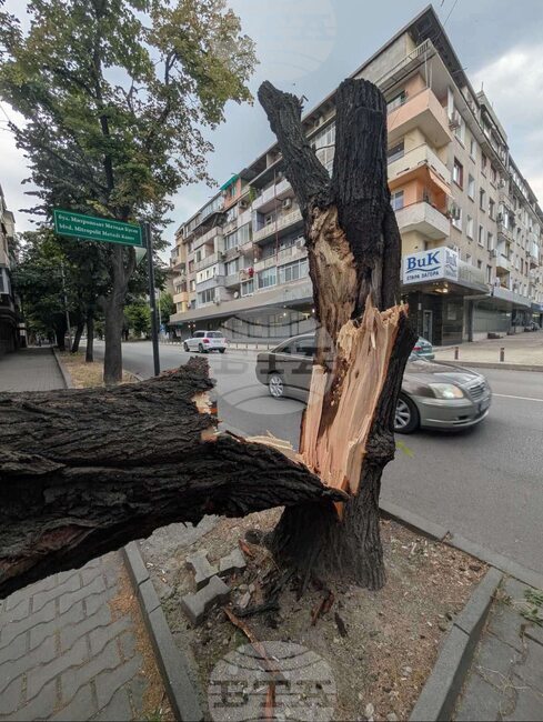 Продължава разчистването на падналите клони и дървета след силния вятър снощи в община Стара Загора, съобщи зам.-кметът Радостин Танев