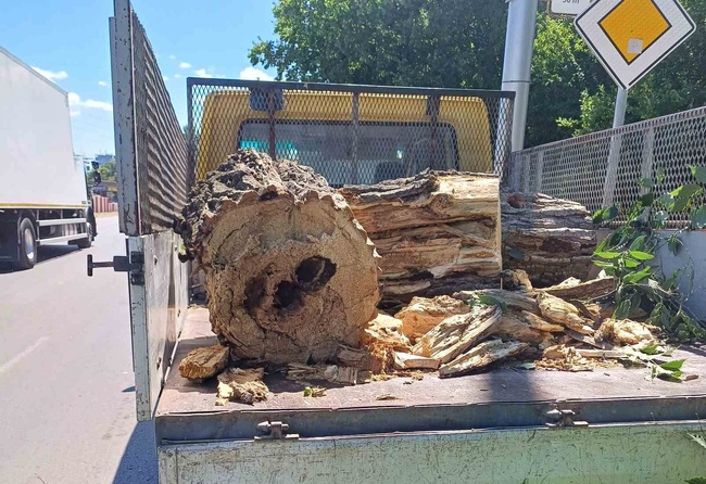 Около 15 тона паднали дървета и клони са изнесени от улиците на Шумен след вчерашната буря