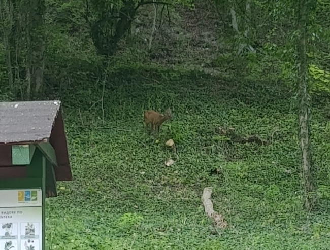 Община Шумен: Неправителствени организации разпространиха наръчник за първа помощ за пострадали при пожар диви животни