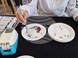 Враца - корейски лагер