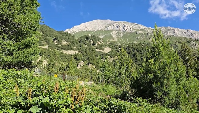 Parc du Pirin : l'inscription à l'UNESCO, une avancée majeure pour la conservation, selon l'experte Angelinina (UNESCO Listing Brings Major Gains for Pirin National Park’s Conservation, Expert Angelinina Says)