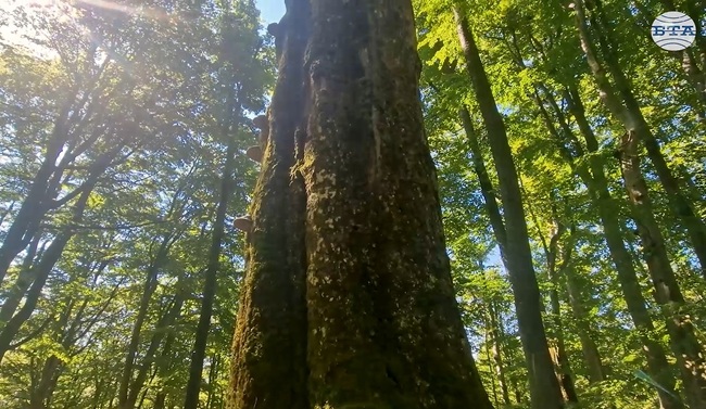 Ficheva, experte du parc national du Balkan central, explique le rôle des anciennes hêtraies dans le statut UNESCO du parc (Central Balkan National Park Expert Ficheva Explains Role of Ancient Beech Forests in Central Balkan National Park’s UNESCO Heritage Status)